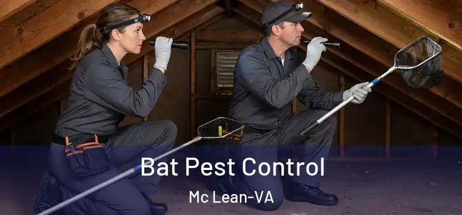 Bat Pest Control Mc Lean-VA