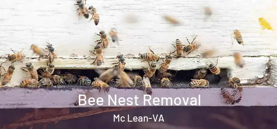  Bee Nest Removal Mc Lean-VA