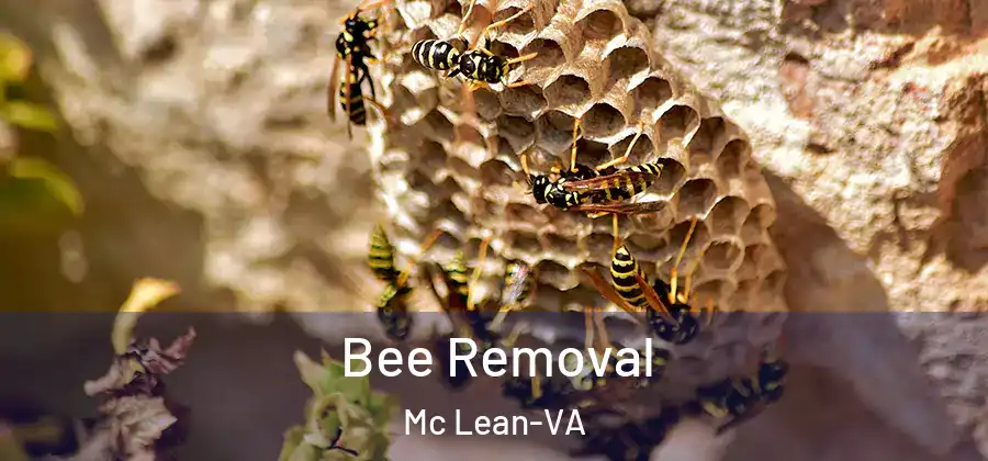 Bee Removal Mc Lean-VA