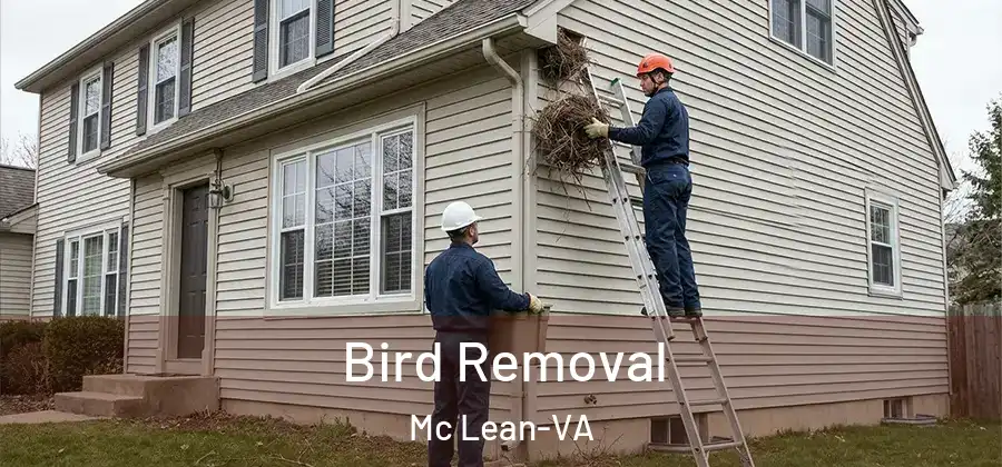 Bird Removal Mc Lean-VA