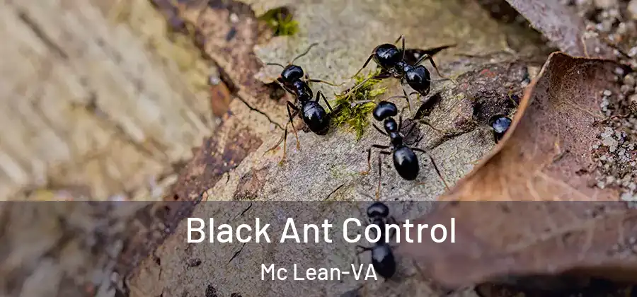 Black Ant Control Mc Lean-VA
