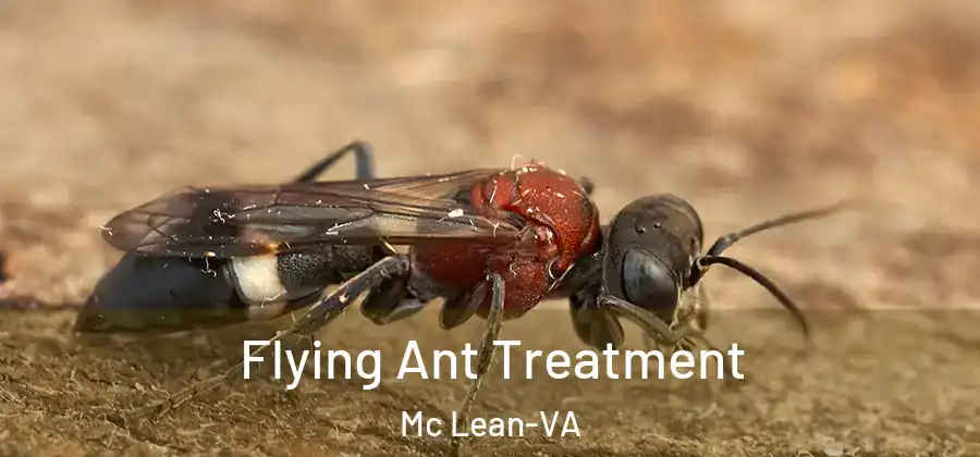  Flying Ant Treatment Mc Lean-VA