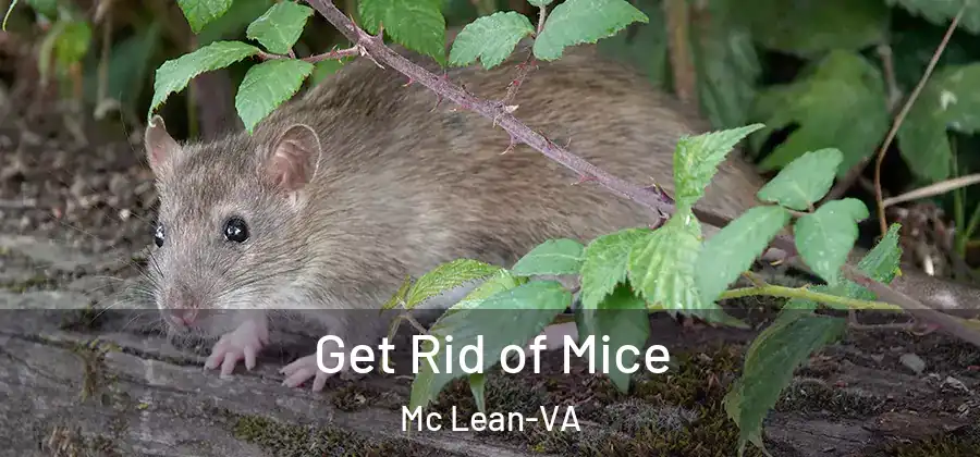 Get Rid of Mice Mc Lean-VA