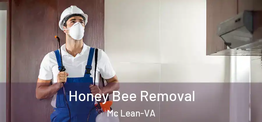 Honey Bee Removal Mc Lean-VA