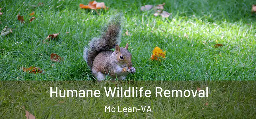  Humane Wildlife Removal Mc Lean-VA