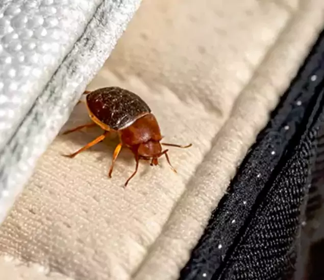 Trusted Bed Bug Prevention Specialists in Mc Lean, VA