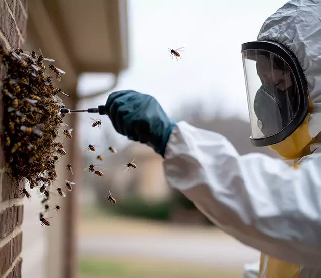 Your Bee Removal Company in Mc Lean, VA