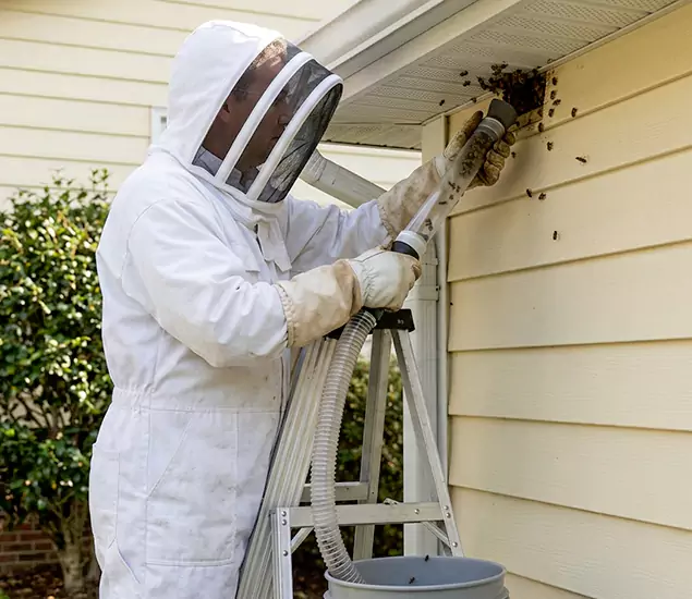 Your Affordable Bee Removal Company in Mc Lean, VA