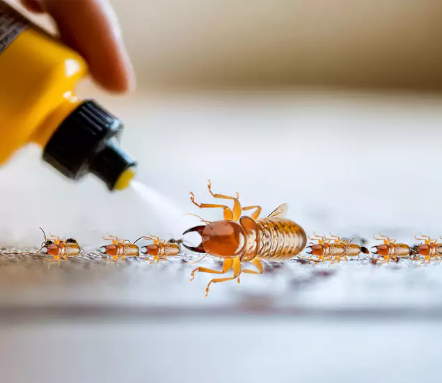 Reliable Bora Care Termite Experts in Mc Lean, VA