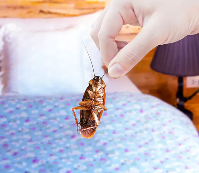 Expert Roach Control Services: Your Cockroach Pest Control in Mc Lean, VA