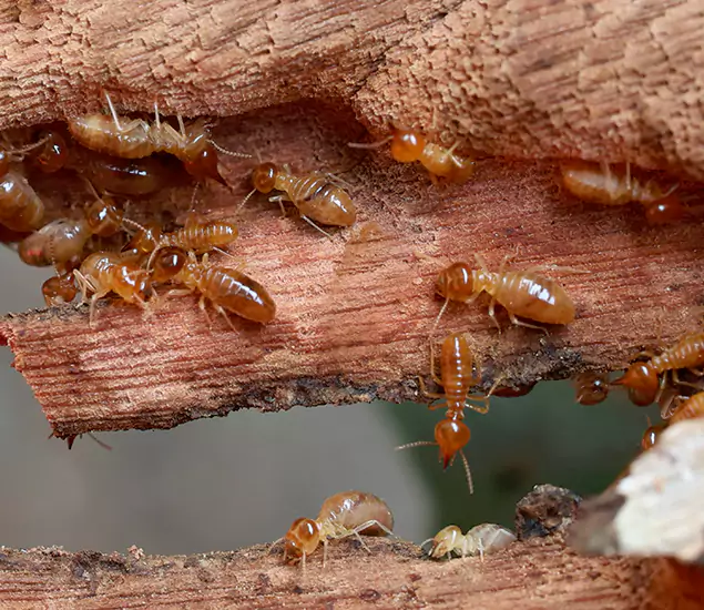 About Our Drywood Termite Treatment Experts in Mc Lean, VA