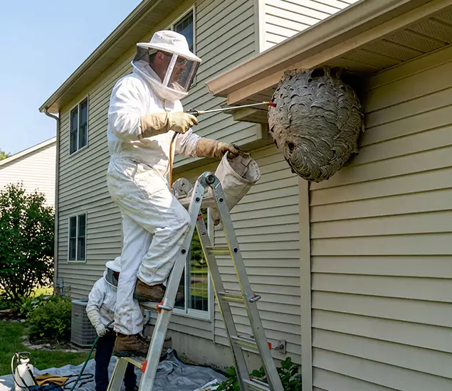 Expert Wasp Nest Removal: Your Local Wasp Nest Removal Company in Mc Lean, VA