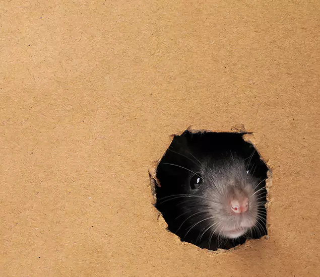 Rats in Attic Removal Experts in Mc Lean, VA
