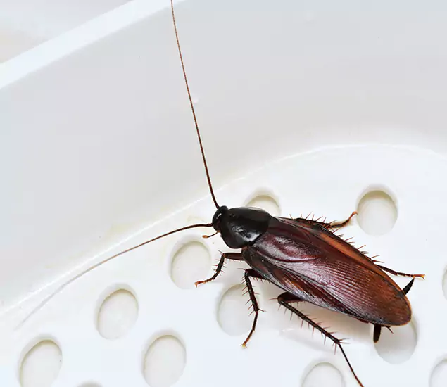 Trusted Cockroach Exterminator: Your Roach Control Services in Mc Lean, VA