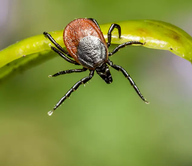Your Trusted Tick Pest Control in Mc Lean, VA
