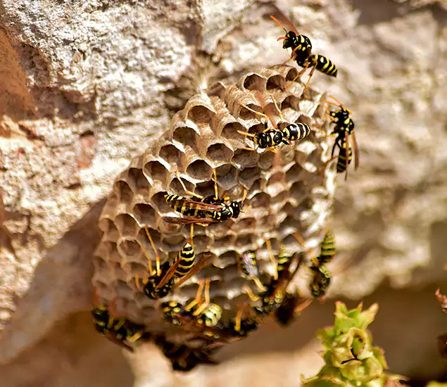 Your Best Wasp Removal Company in Mc Lean, VA