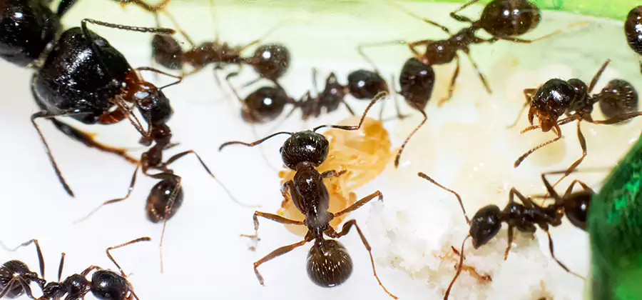 Argentine Ant Barrier Treatment in Mc Lean
