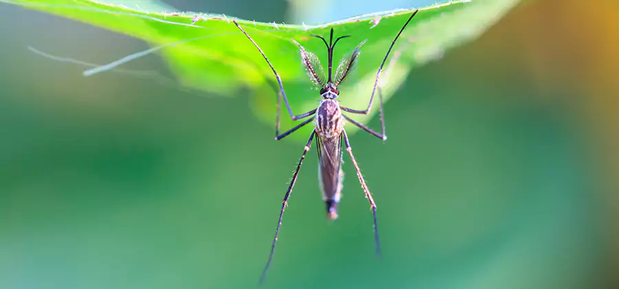 Natural Mosquito Spray for Yard in Mc Lean