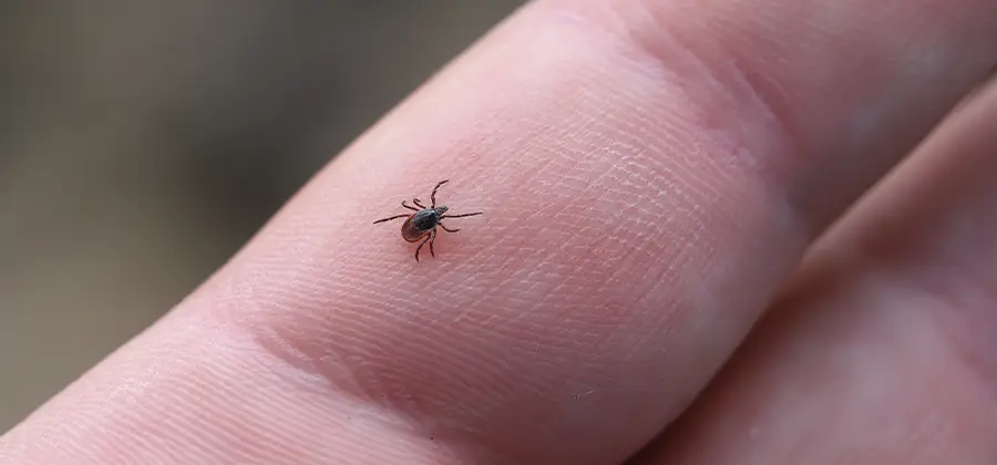 Infection Prevention for Bed Bug Bites in Mc Lean