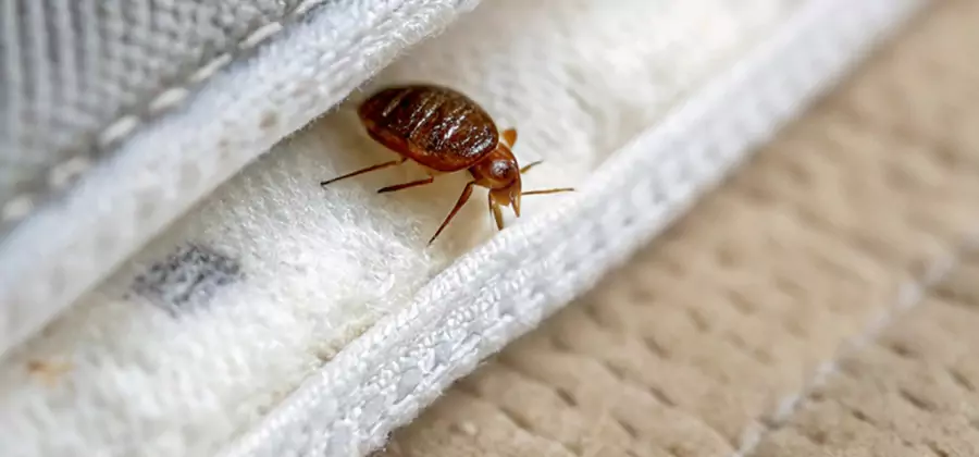 Tenting Bed Bug Fumigation in Mc Lean