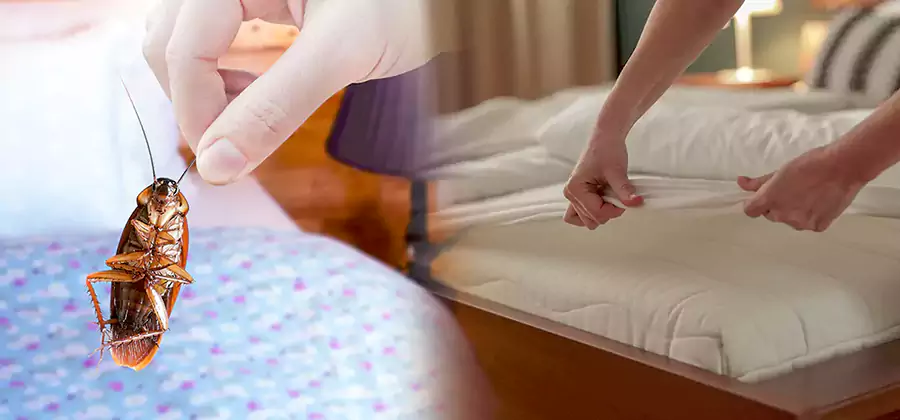 Bed Bug Home Extermination Service in Mc Lean