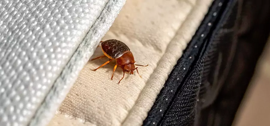 Commercial Bed Bug Control in Mc Lean