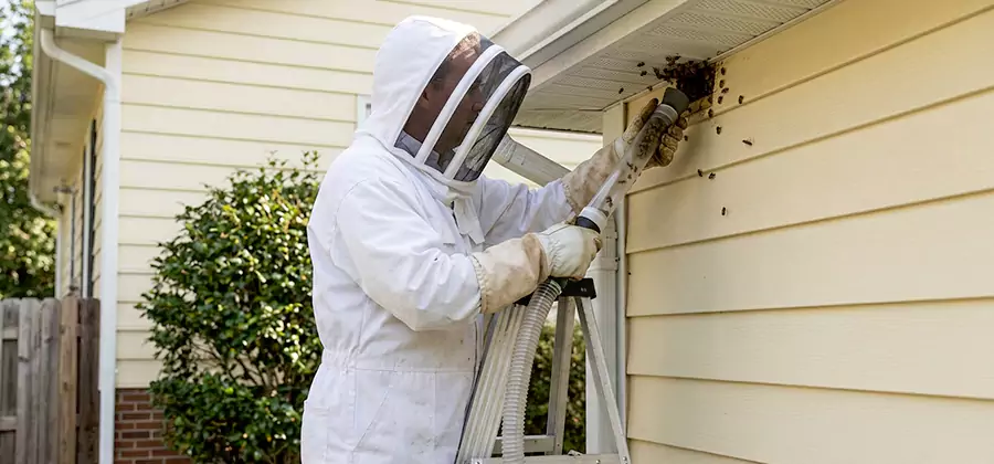 Ground Bee Removal in Mc Lean