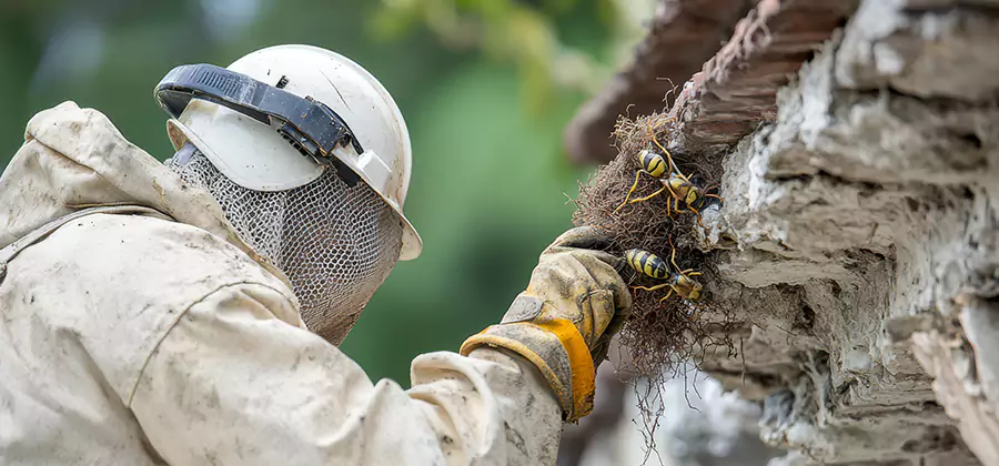 Bee and Wasp Hornet Removal in Mc Lean