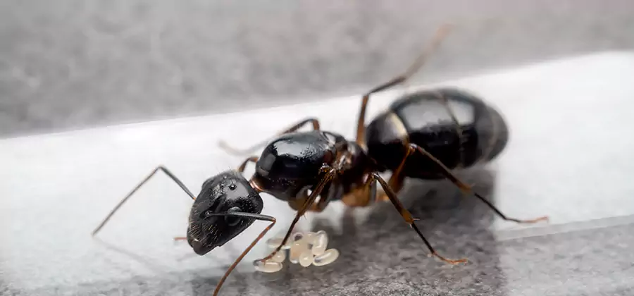Black Ants in Kitchen Elimination in Mc Lean