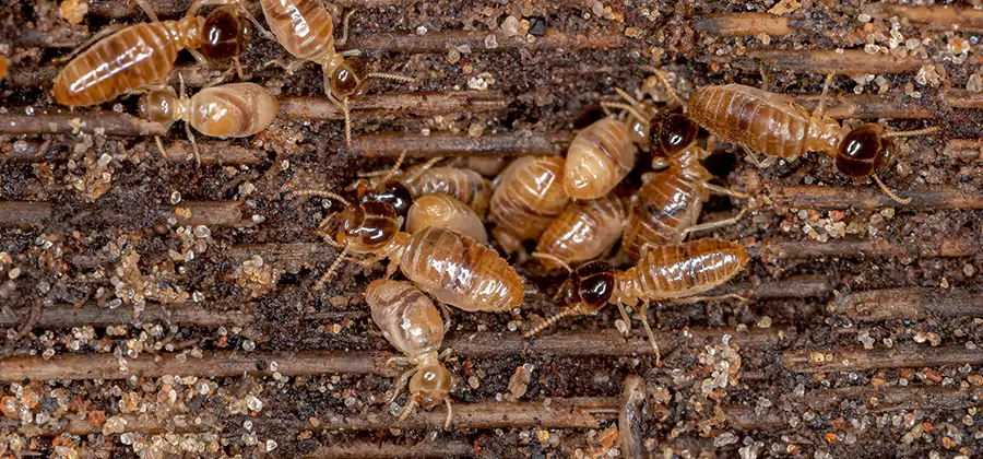Bora Care Residential Termite Control in Mc Lean