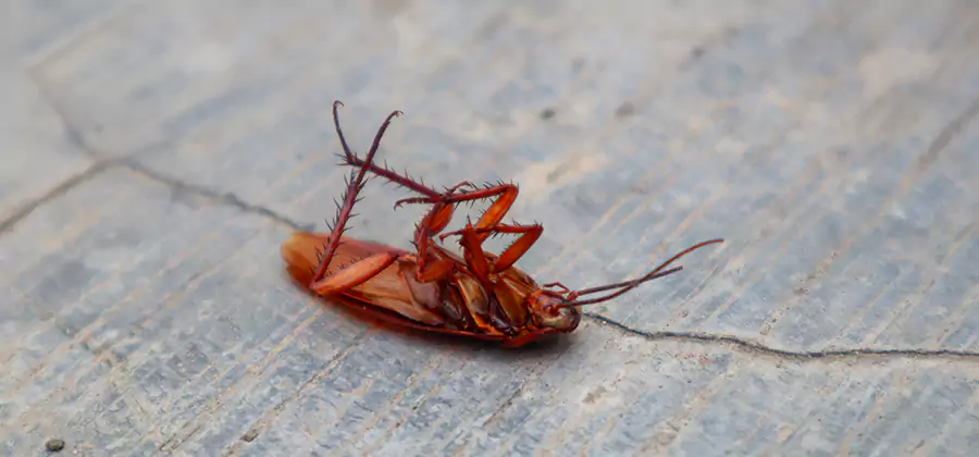 Cockroach Eradication for Commercial Properties in Mc Lean