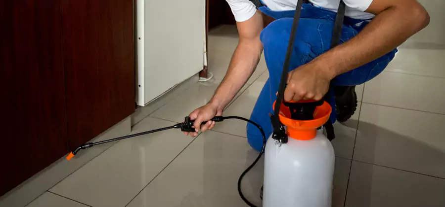 Palmetto Bug Exterminator in Mc Lean