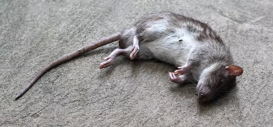 Dead Rat Disposal in Mc Lean