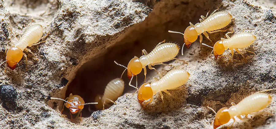 Termite Exterminator Services in Mc Lean