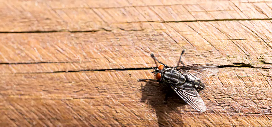 Flying Ant Barrier Treatment in Mc Lean