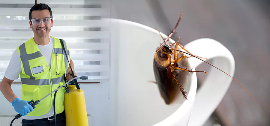 German Roach Infestation Treatment Mc Lean