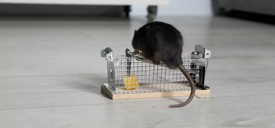 Mice in Attic Removal Mc Lean