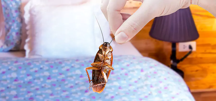 Fast Roach Elimination in Mc Lean