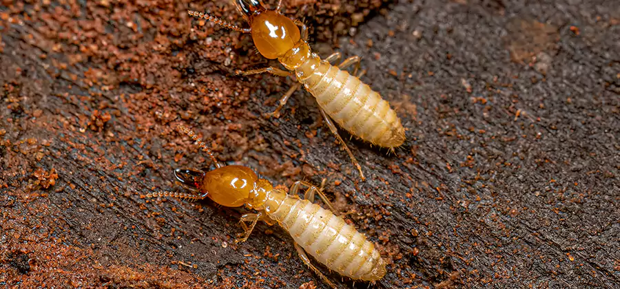 Structural Heat Termite Treatment in Mc Lean