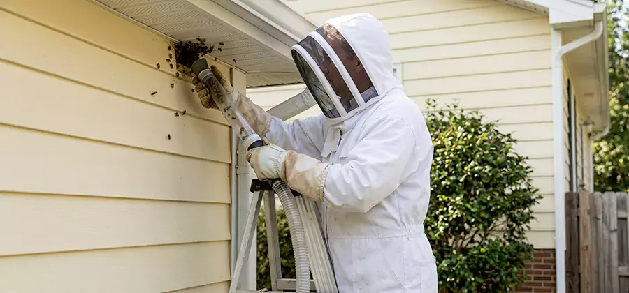 Wasp Nest in Wall Removal in Mc Lean
