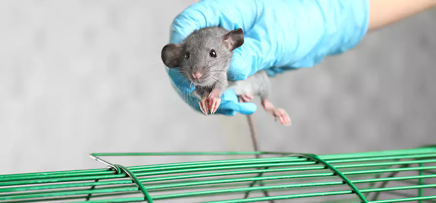 Humane Rat Trapping in Mc Lean
