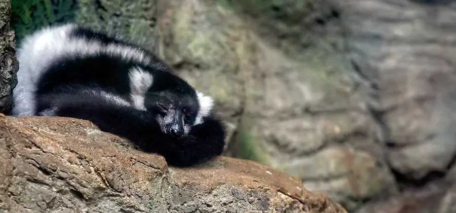Humane Skunk Removal in Mc Lean