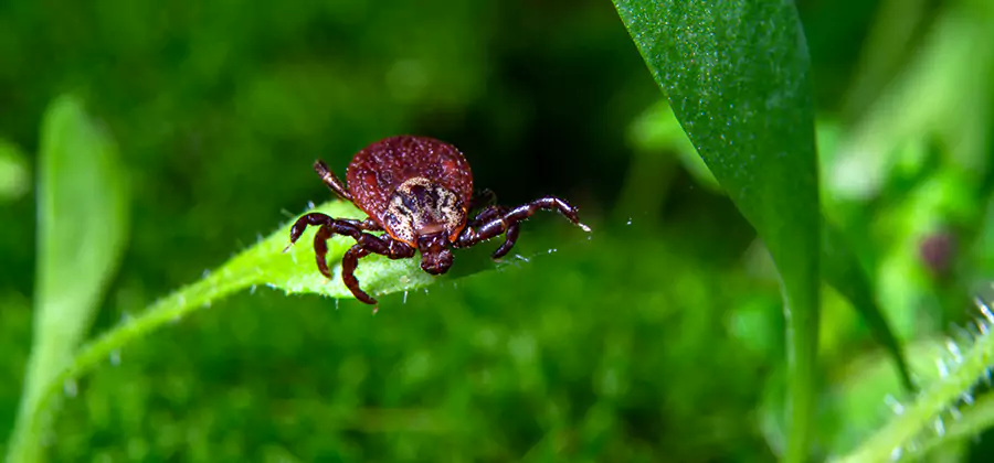 Tick Prevention for Yard in Mc Lean