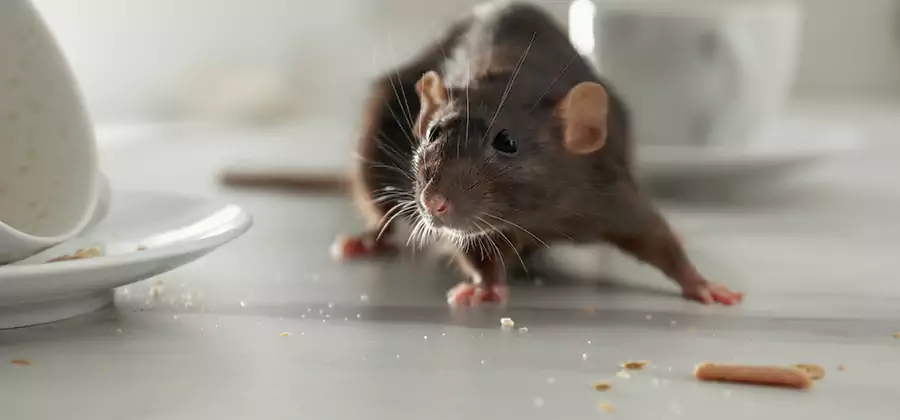 Rodent Feces Removal in Mc Lean
