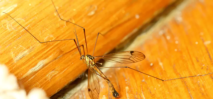 Exterior Mosquito Control in Mc Lean