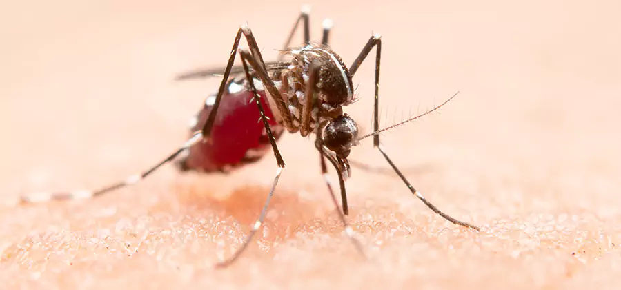 Indoor Mosquito Killer and Interior Control in Mc Lean