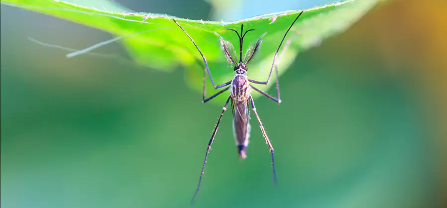 Pest and Mosquito Control for Yard and Patio in Mc Lean