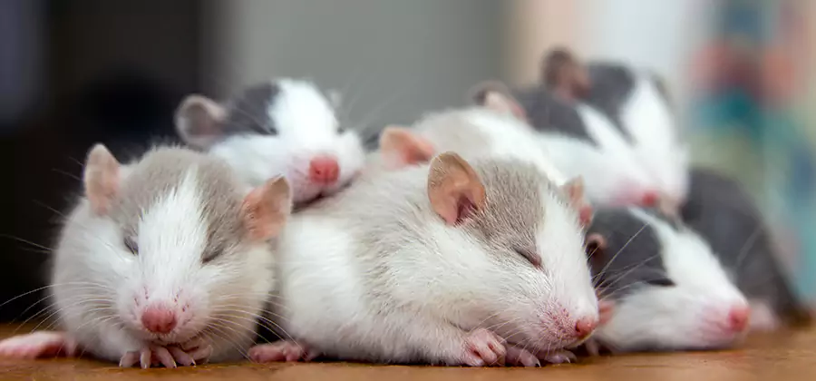 Mc Lean Pet Safe Mice Control
