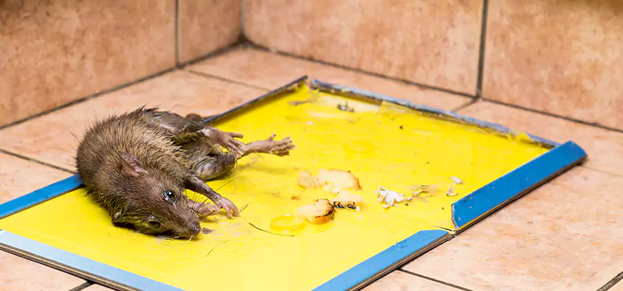 Mouse and Rat Control in Mc Lean