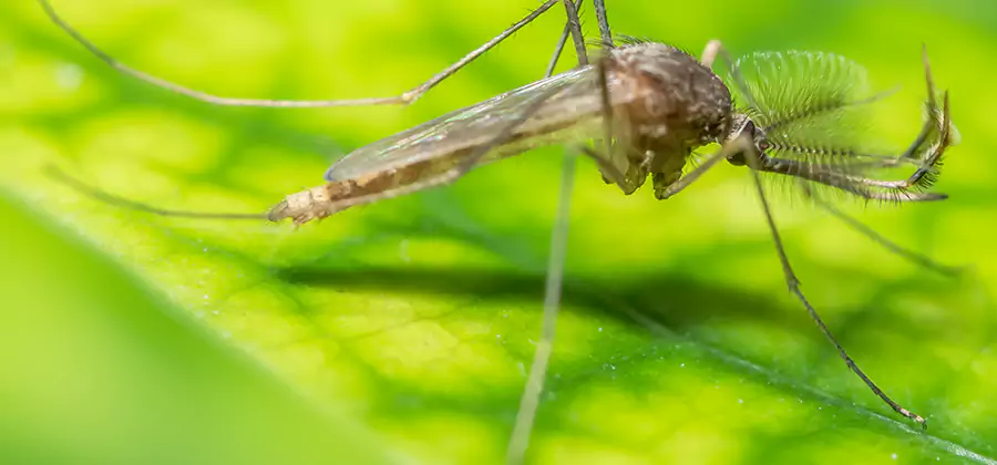 Herbal Mosquito Repellent Treatment in Mc Lean